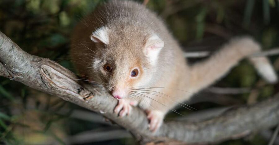 Bonorong Wildlife Sanctuary Guided Night Tour - Meeting Eastern quolls, tawny frogmouths, and sugar gliders