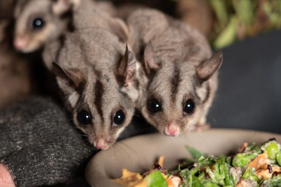 Bonorong Wildlife Sanctuary Guided Night Tour - Spending time with the Forester kangaroo mob