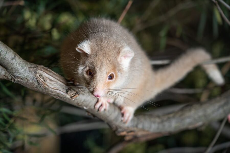 Bonorong Wildlife Sanctuary Guided Night Tour - Starting with dinner for the daytime animals