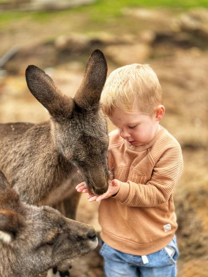 Bonorong Wildlife Sanctuary Half-Day Tour from Hobart - What makes Bonorong worth the trip