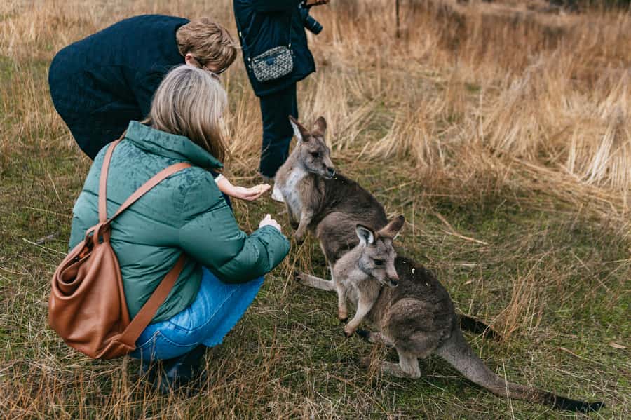 Bonorong Wildlife Sanctuary Half-Day Tour from Hobart - Meeting the Tasmanian Devil