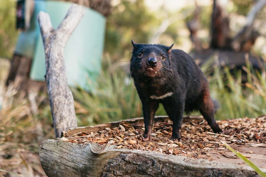 Bonorong Wildlife Sanctuary Half-Day Tour from Hobart - Is $88 good value?