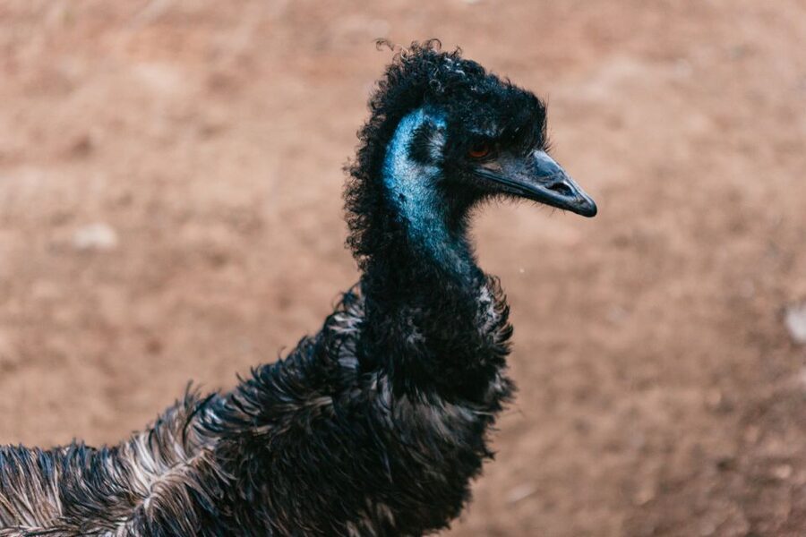 Bonorong Wildlife Sanctuary Half-Day Tour from Hobart - Who will enjoy this tour most?