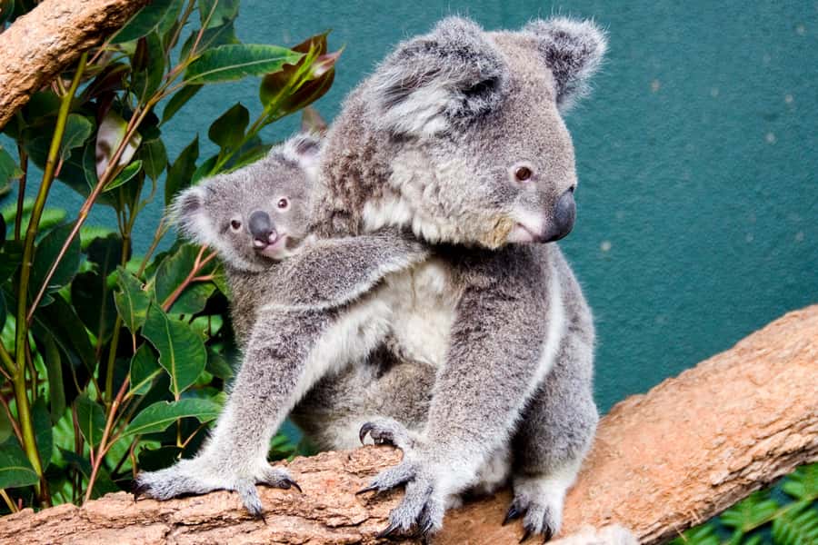 Breakfast with Koalas at WILD LIFE Zoo Darling Harbour - Why the Early Start Makes a Difference