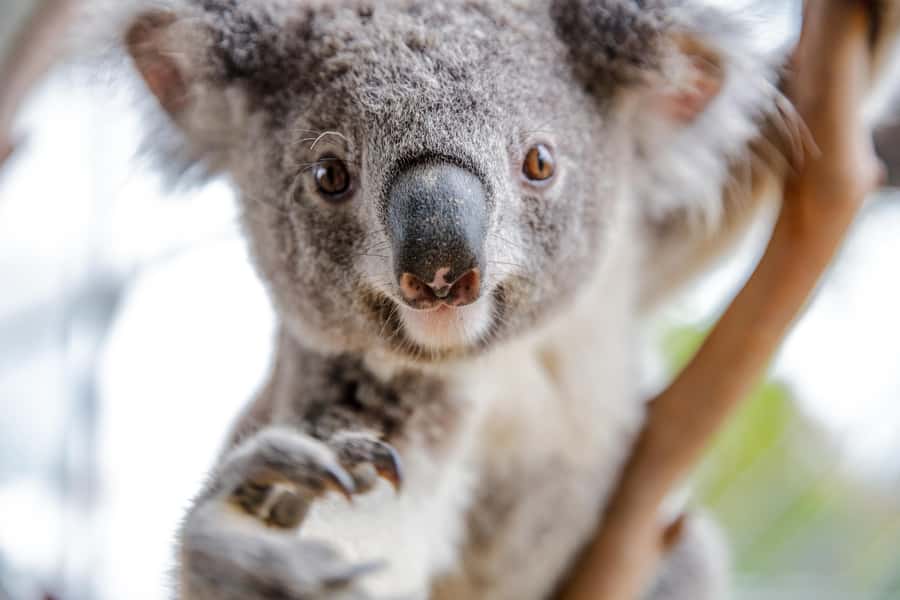 Breakfast with Koalas at WILD LIFE Zoo Darling Harbour - The Koala Photo and What You Take Home
