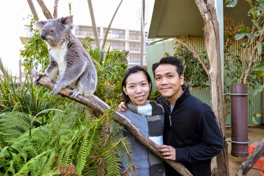 Breakfast with Koalas at WILD LIFE Zoo Darling Harbour - After 9:30: Stay and Explore the Zoo