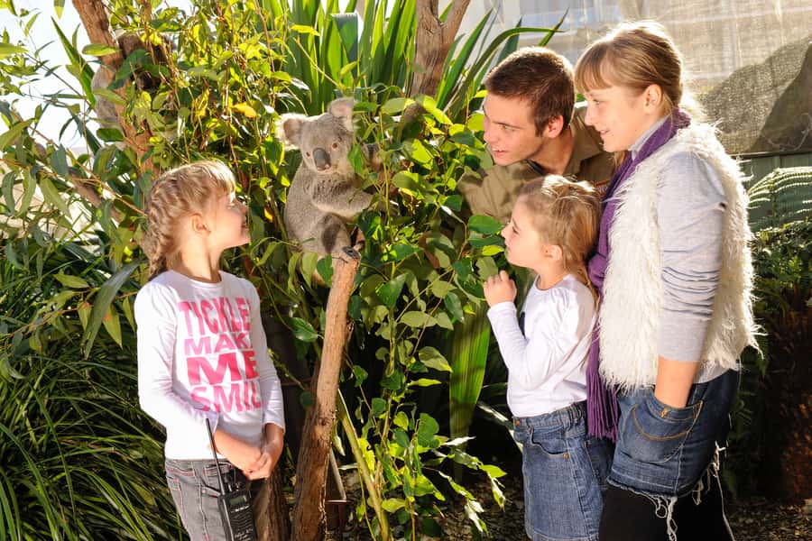 Breakfast with Koalas at WILD LIFE Zoo Darling Harbour - Is $63 Good Value?