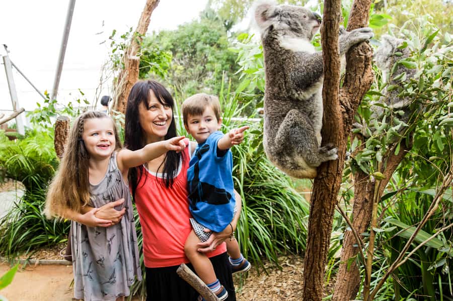 Breakfast with Koalas at WILD LIFE Zoo Darling Harbour - Who Will Enjoy This Experience Most?