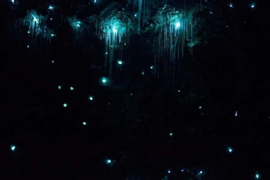 Brisbane: Glow Worms, Sunset, Star Gazing & BBQ - Dinner, wine, and what is not included