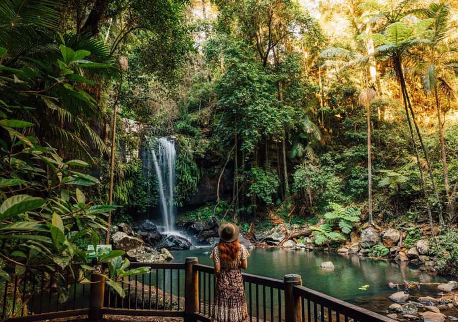 Brisbane: Hop on Hop off Bus to Tamborine Mountain - Key points to know before you book