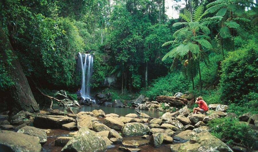 Brisbane: Hop on Hop off Bus to Tamborine Mountain - The Red Line: wineries, breweries, and local produce