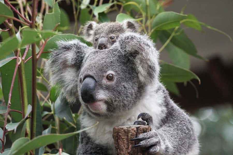 Brisbane: Lone Pine Koala Sanctuary Day Pass - The Kangaroo Reserve is the most hands-on stop