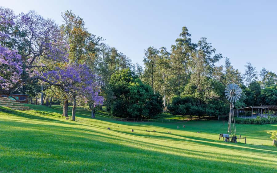 Brisbane: Lone Pine Koala Sanctuary Day Pass - Keeper talks and shows add real value