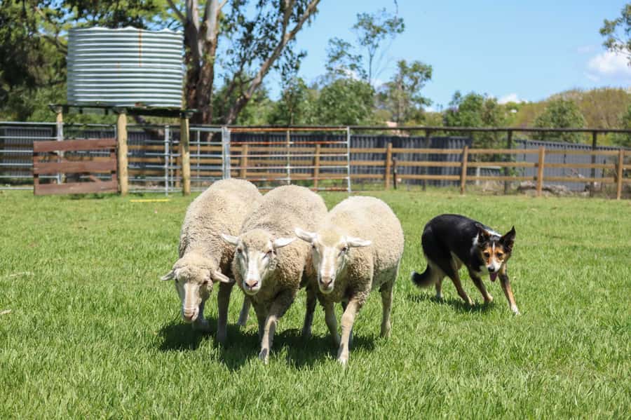 Brisbane: Lone Pine Koala Sanctuary Day Pass - Who will enjoy Lone Pine most