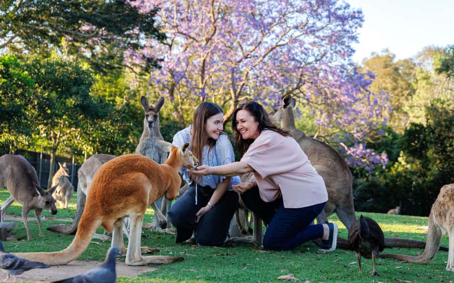 Brisbane: Lone Pine Koala Sanctuary Day Pass - Practical booking advice for your day
