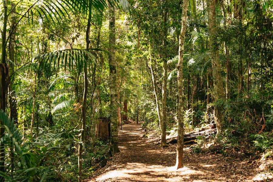 Brisbane: Rainforests, Waterfalls and Glow Worm Cave Tour - Curtis Falls and the Tamborine rainforest