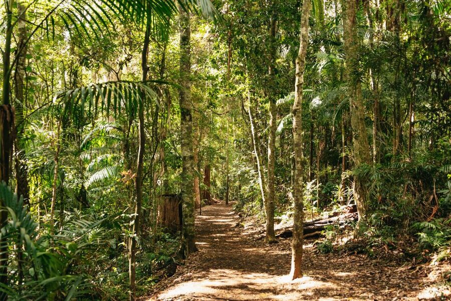Brisbane: Rainforests, Waterfalls and Glow Worm Cave Tour - Hang Glider Lookout and the Scenic Rim