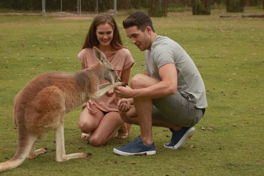 Brisbane River Cruise and Koala Sanctuary Visit - Key points at a glance