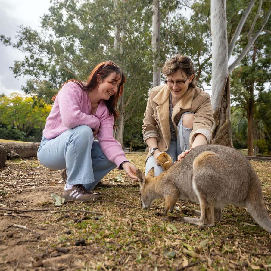 Brisbane River Cruise and Koala Sanctuary Visit - Feeding kangaroos and wallabies