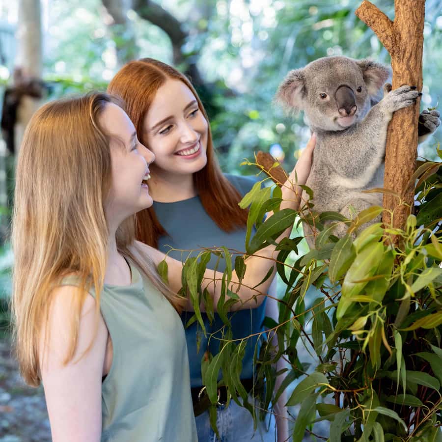 Brisbane River Cruise and Koala Sanctuary Visit - Platypus, raptors, and sheepdogs