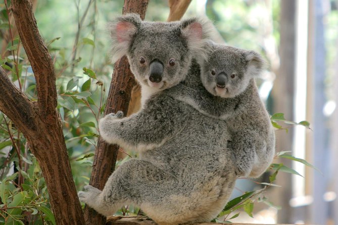 Brisbane River Cruise with entry to Lone Pine Koala Sanctuary - Why this Brisbane combination works so well