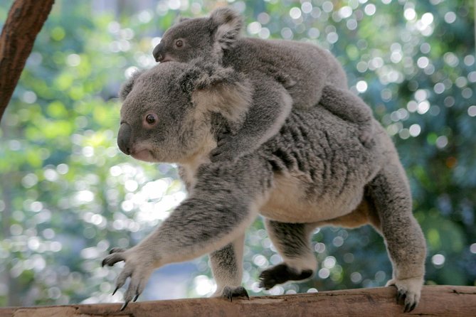 Brisbane River Cruise with entry to Lone Pine Koala Sanctuary - Is $82.48 good value?