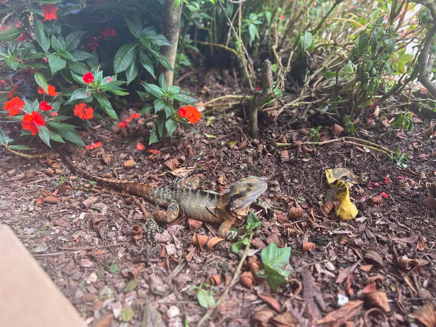 Brisbane: Springbrook and Mt Tamborine Glow Worm and Skywalk - The van, group size, and amount of driving