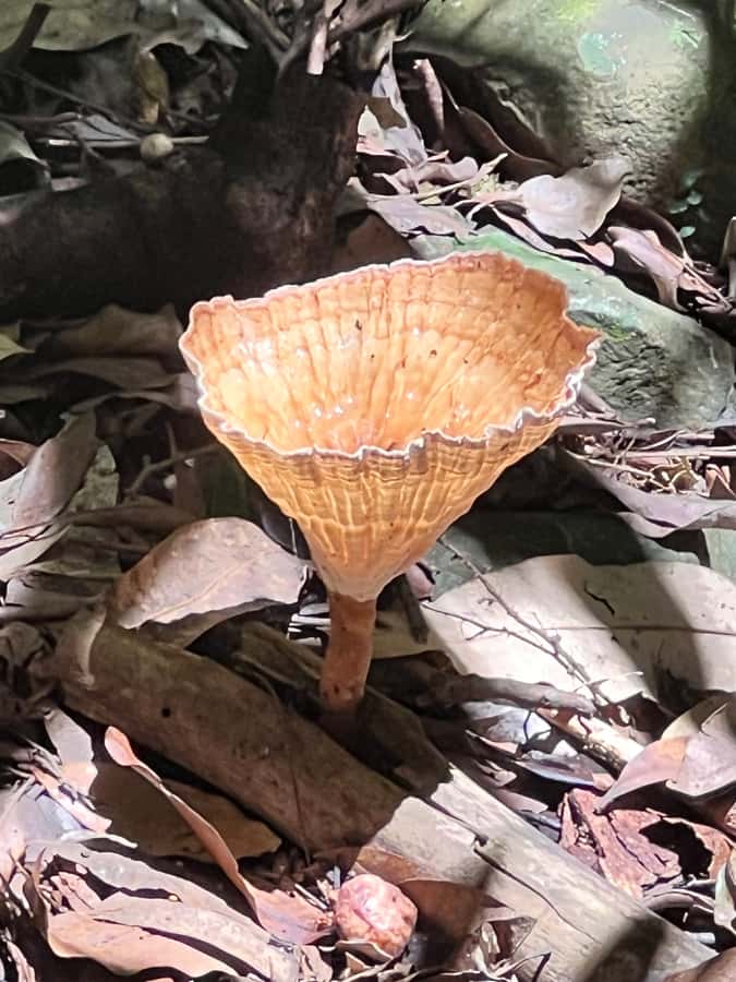 Brisbane: Springbrook and Mt Tamborine Glow Worm and Skywalk - Gallery Walk: a short taste of Tamborine village