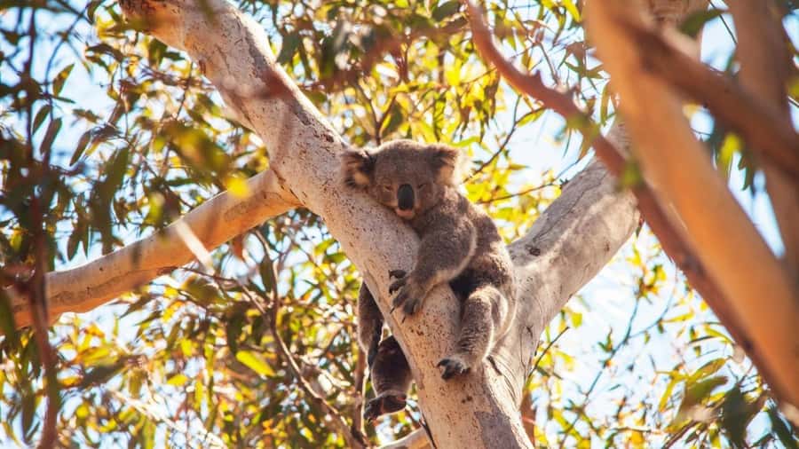 Brisbane to North Stradbroke Island Day: Wildlife & Beaches - Why Minjerribah makes a strong day trip from Brisbane