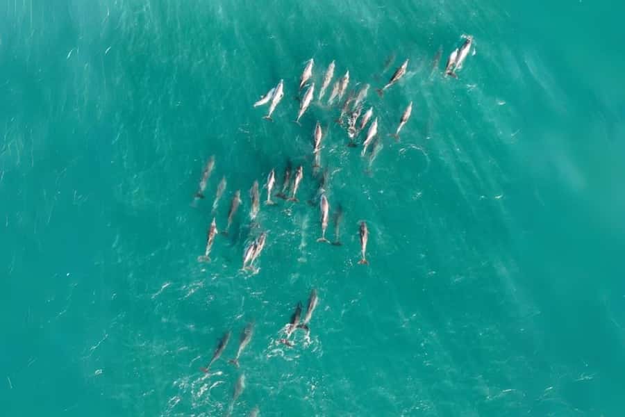 Brisbane to North Stradbroke Island Day: Wildlife & Beaches - Cylinder Beach: the day’s best chance to slow down