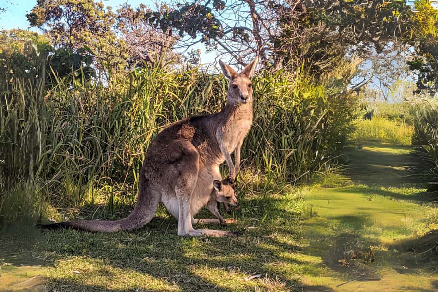Brisbane to North Stradbroke Island Day: Wildlife & Beaches - Amity Point and the search for koalas