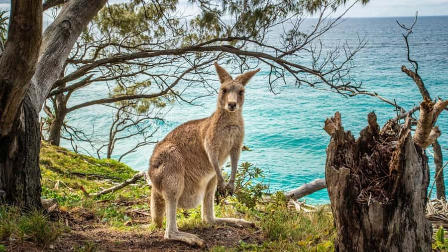 Brisbane to North Stradbroke Island Day: Wildlife & Beaches - A guide can make or break the wildlife day