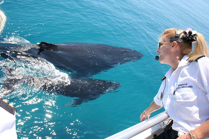 Brisbane Whale Watching Cruise from Redcliffe or Sunshine Coast - Key points to know before you book
