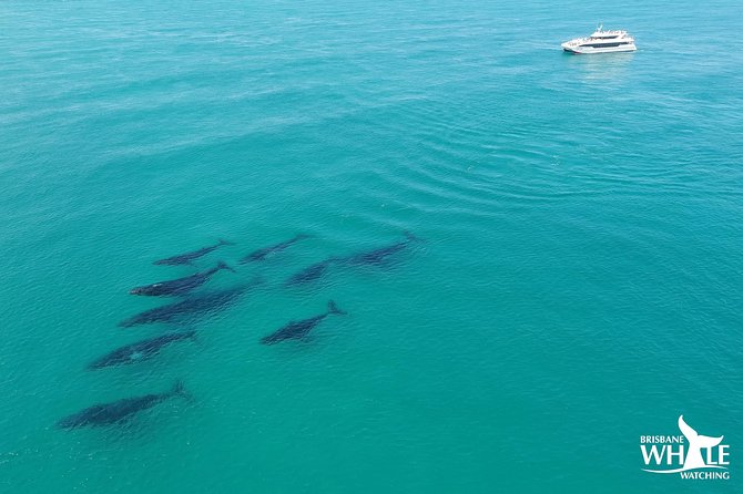 Brisbane Whale Watching Cruise from Redcliffe or Sunshine Coast - Why Moreton Bay is a strong whale-watching choice