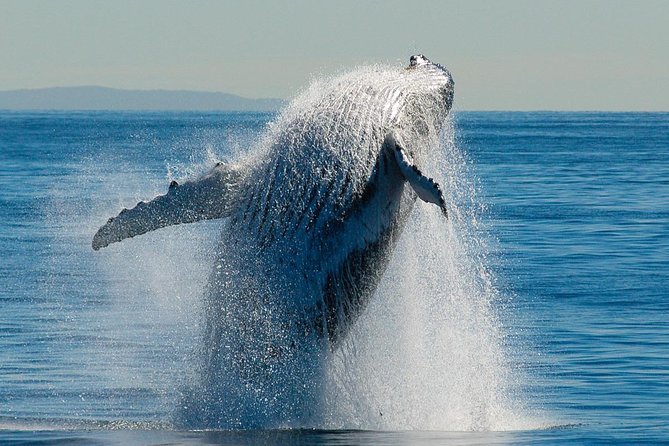 Brisbane Whale Watching Cruise from Redcliffe or Sunshine Coast - What the whale sightings can be like