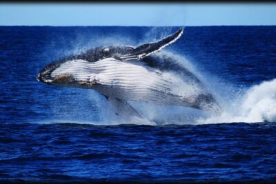 Brisbane Whale Watching Cruise from Redcliffe or Sunshine Coast
