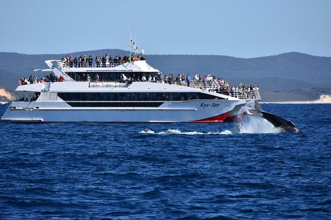 Brisbane Whale Watching Cruise from Redcliffe or Sunshine Coast - Lunch, drinks, and what to bring