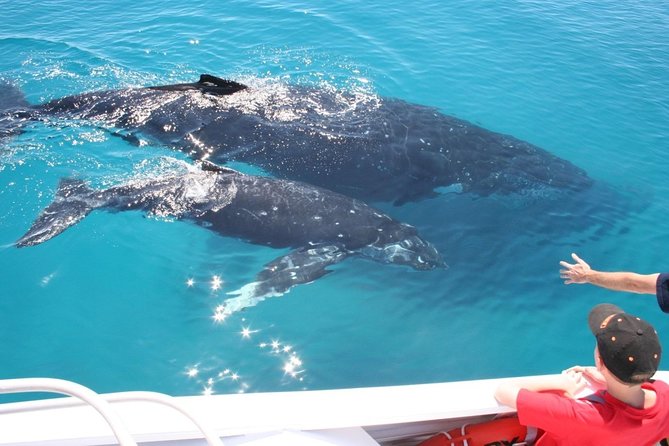 Brisbane Whale Watching Cruise from Redcliffe or Sunshine Coast - Hotel pickup from Brisbane or the Sunshine Coast