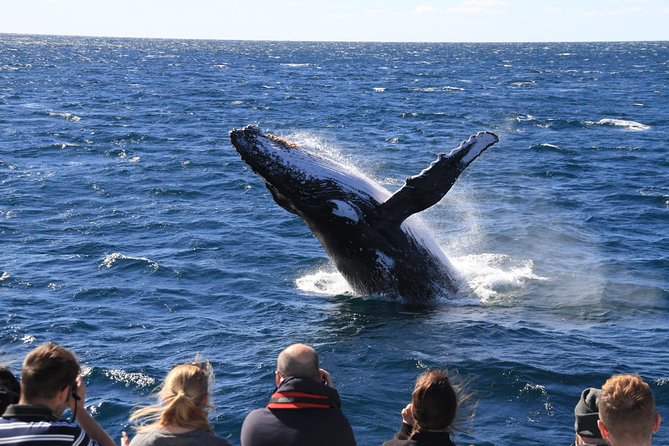 Brisbane Whale Watching Cruise from Redcliffe or Sunshine Coast - Is the $114.76 price good value?