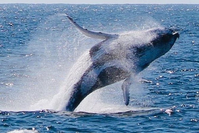 Brisbane Whale Watching Cruise from Redcliffe or Sunshine Coast - Premium and VIP seating choices