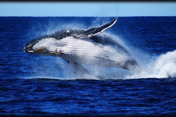 Brisbane Whale Watching Cruise from Redcliffe or Sunshine Coast - Leaving Redcliffe aboard Eye Spy