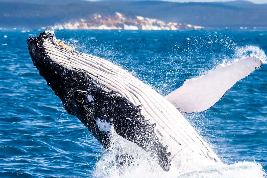 Brisbane: Whale Watching Cruise with Lunch - Key points to know before you book