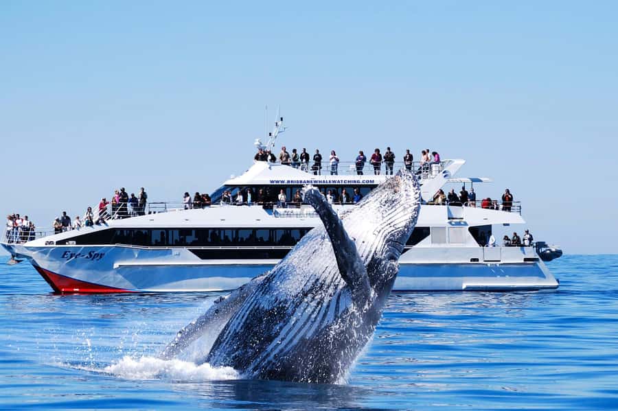 Brisbane: Whale Watching Cruise with Lunch - From Brisbane to the Redcliffe Peninsula