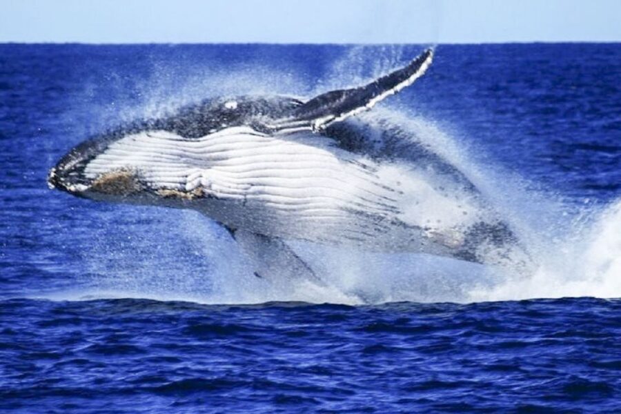 Brisbane: Whale Watching Cruise with Lunch - Booking details that matter