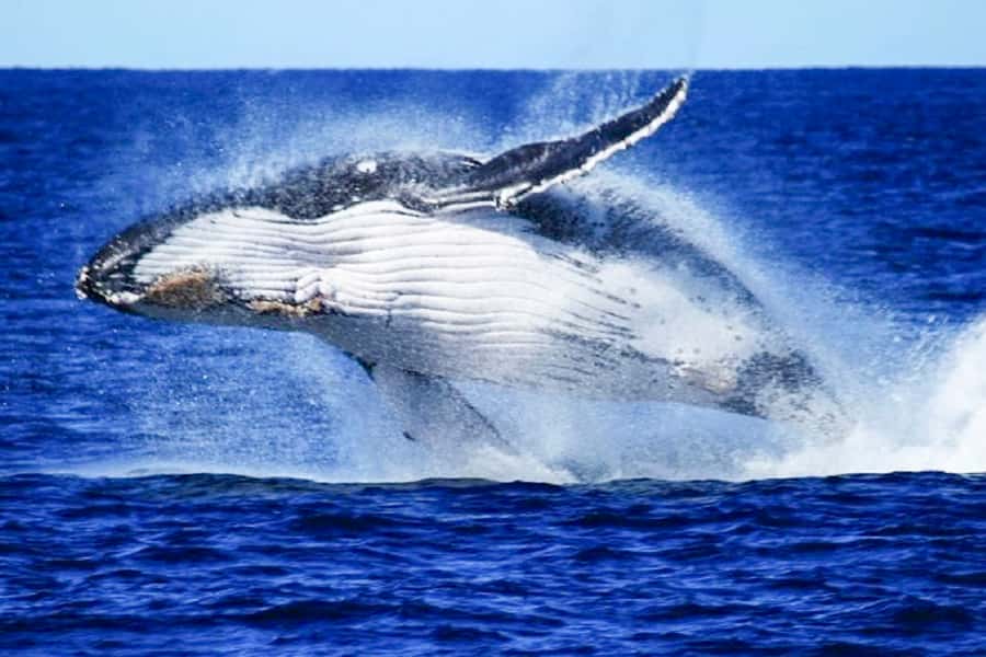 Brisbane: Whale Watching Cruise with Lunch - Boarding the MV Eye-Spy catamaran