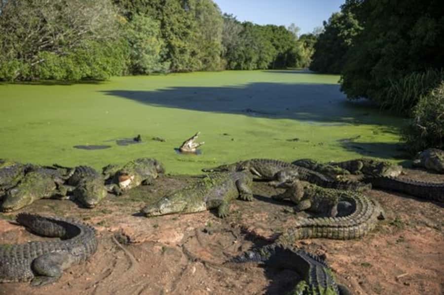 Broome: Malcolm Douglas Crocodile Park Tour with Transfers - Meeting Broome’s crocodiles 20 minutes from town