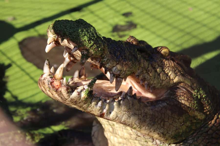 Broome: Malcolm Douglas Crocodile Park Tour with Transfers - Entering through the giant crocodile jaws