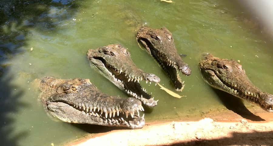 Broome: Malcolm Douglas Crocodile Park Tour with Transfers - What the 150-minute schedule feels like