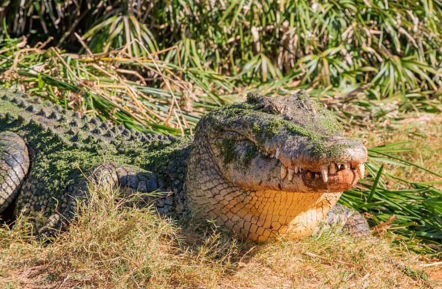 Broome: Malcolm Douglas Crocodile Park Tour with Transfers - Is $56 good value?