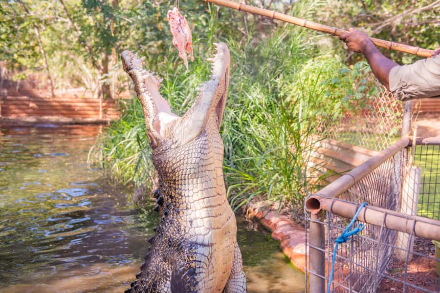 Broome: Malcolm Douglas Crocodile Park Tour with Transfers - Who will enjoy this crocodile park visit?